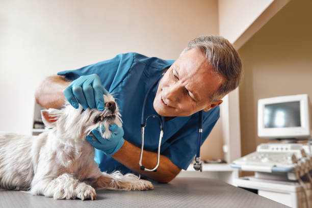 Best Emergency Denture Repair in Comstock Northwest, MI
